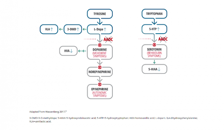 What Is Aadc Deficiency Aadc Insights 3471